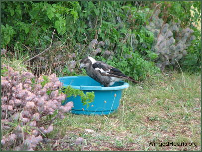 Sparky takes a bath