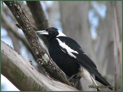 While Bertie watches from the distance While Bertie watches from the distance