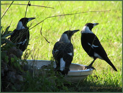 Georgie magpie flanked by siblings Monty and Mindy