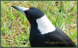 male-neck