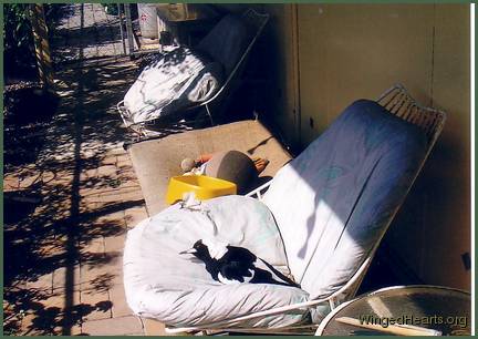 Muriel and Micky-magpie