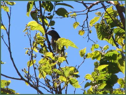oriole