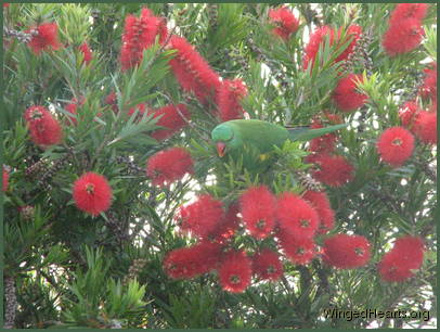 Scaly-breasted lorikeet friends