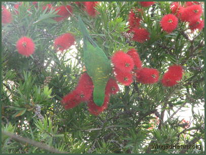 Scaly-breasted lorikeet friends