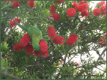 Scaly-breasted lorikeet friends