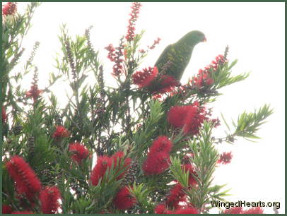 Scaly-breasted lorikeet friends