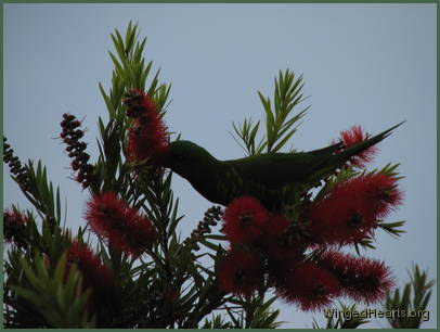 Scaly-breasted lorikeet friends