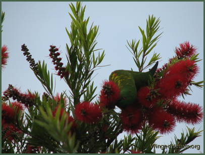 Scaly-breasted lorikeet friends