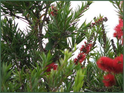 Scaly-breasted lorikeet friends