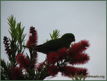 Scaly-breasted lorikeet friends