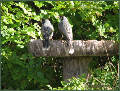 the minnies too are keen to see how things develop for their friends