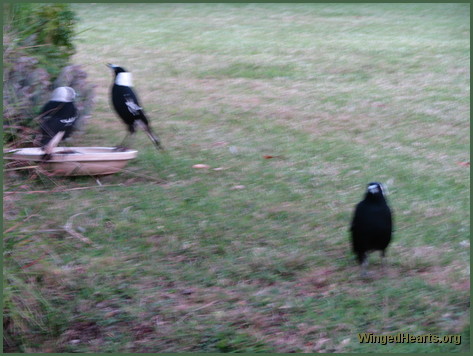 Vicky magpie's kids Monty magpie and Kenny magpie visit