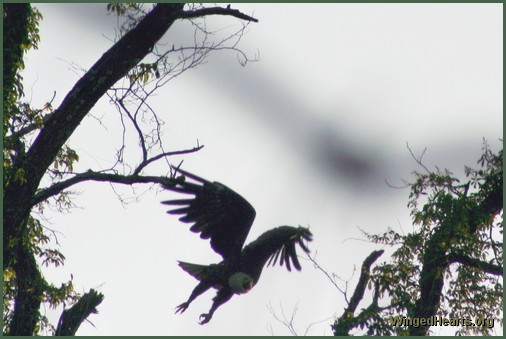 eagle about to land on it's nest