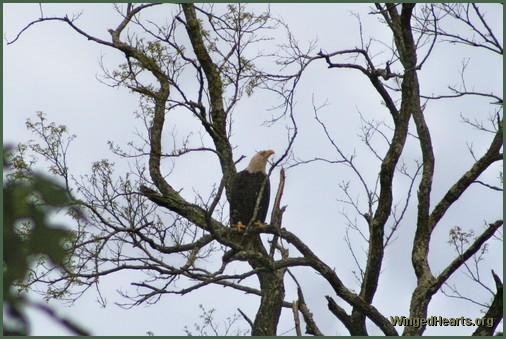 eagle sitting near it's nest