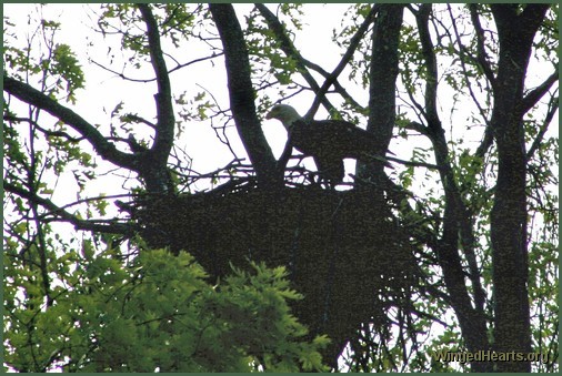 eagle on her nest