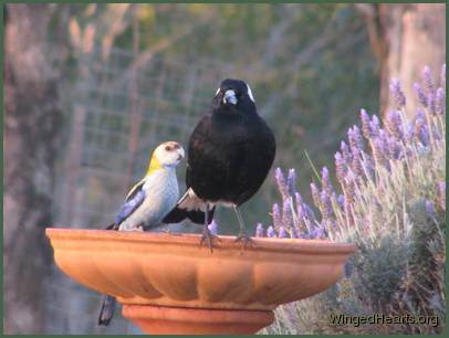 magpie and rosella birds friendship