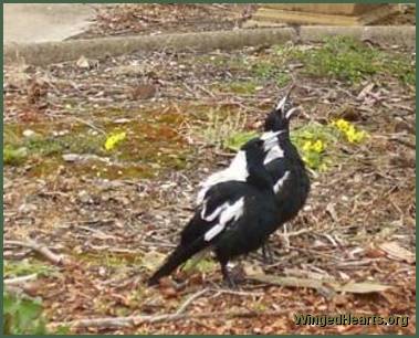 warbling magpies