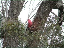 galah nest