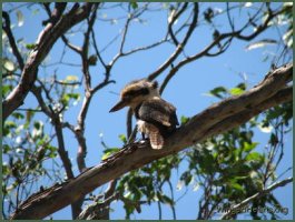 kookaburra