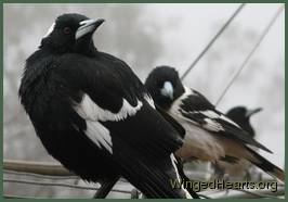 Maggie, Dimpy and others sit on the clothes line together on a cold, wet day