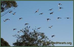 Waterbirds taking off from the nearby dam