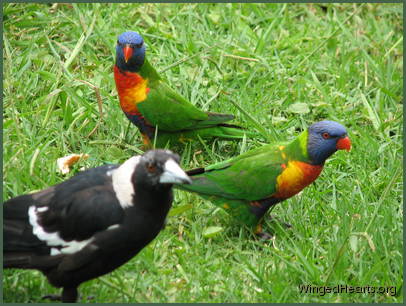 Vicky magpie with visiting rainbow lorikeets