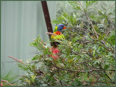 rainbow lorikeet