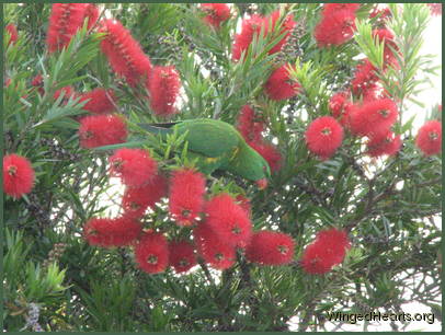 sc-lorikeet
