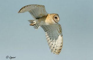 Barn Owl