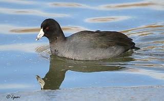 Coot