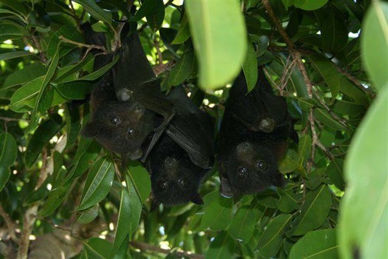 Bats Back In Nature