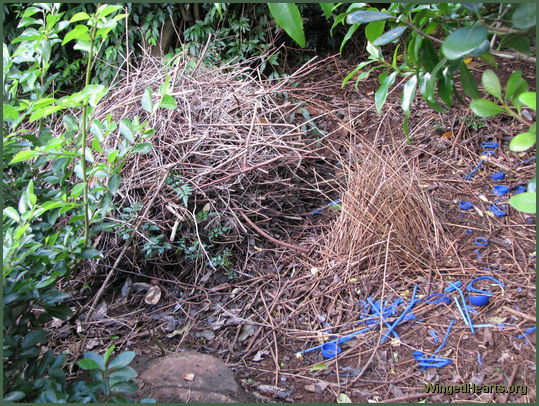 blue bowerbird's blue bower