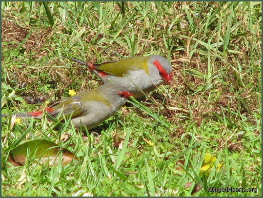 red brow finches 