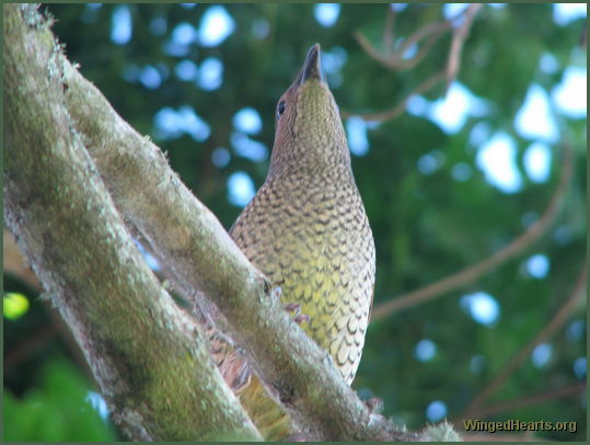 female bowerbird